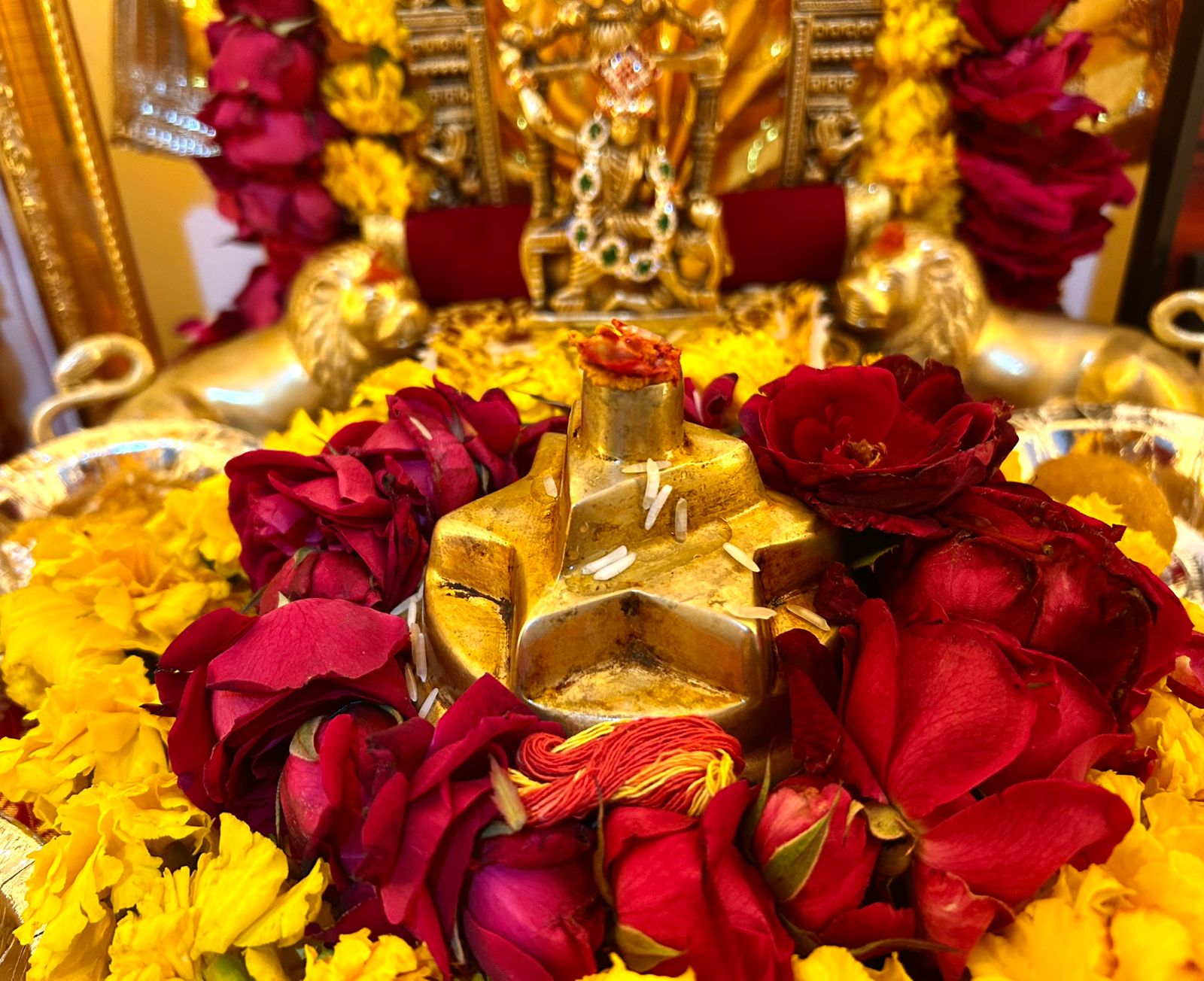 WhatsApp Image 2026-01-20 at 11.38.31 AM.jpeg